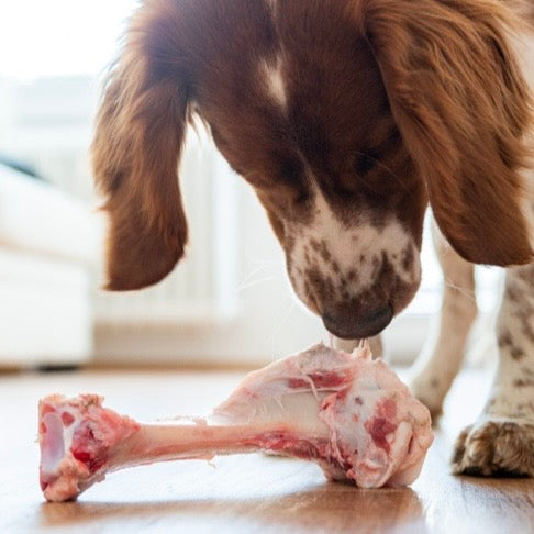 Ben til hund